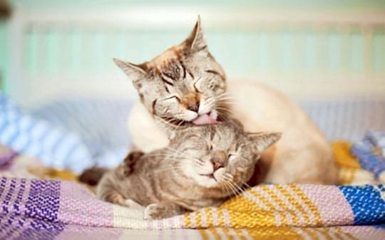 Chats bienveillants