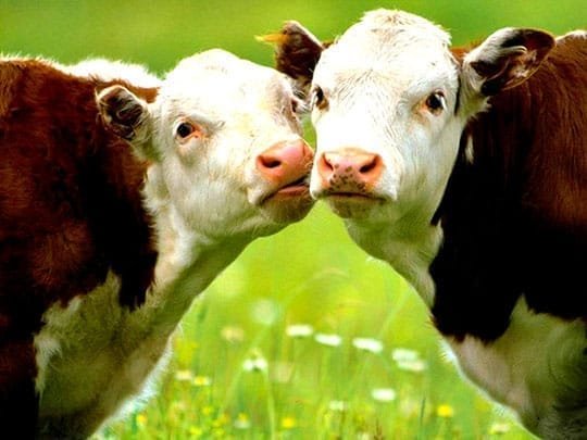 Vaches douillettes
