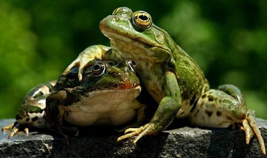 Grenouilles passionnées