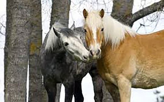 Chevaux Huggy