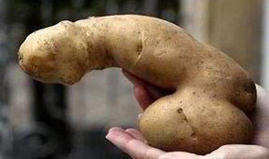 Aardappel-rectie