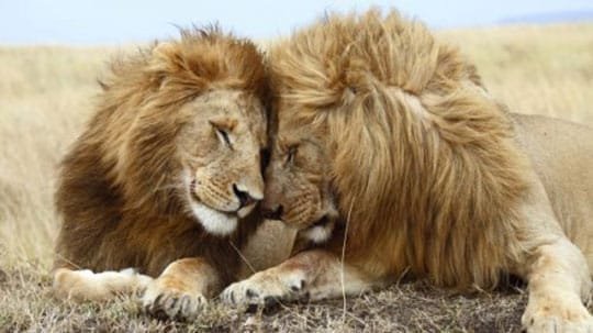 Lions amoureux