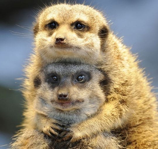 Suricates matrimoniaux