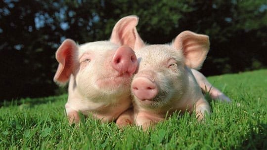 Cochons passionnés