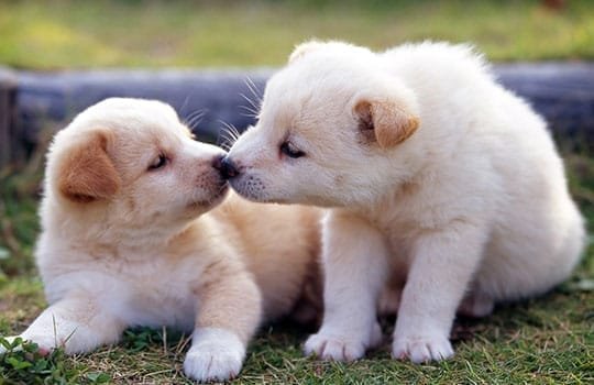 Chiots agréables
