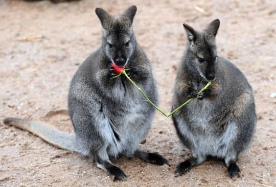 Faire la cour aux wallabies