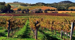 Dolina Napa, Kalifornia