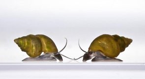 Qu'est-ce que les escargots ont à voir avec vous ?