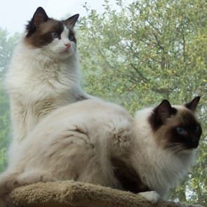 Foto van de katten van Murray en Sam, Sonny en Joan