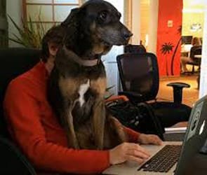 Andrew Sudbury et son chien au travail