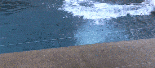 OMG Hallo Bär GIF