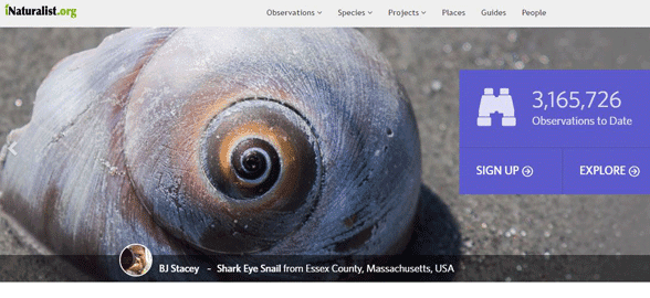 Capture d'écran de la page d'accueil d'iNaturalist