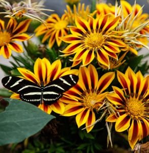 Photo d'un papillon sur un bouquet de fleurs