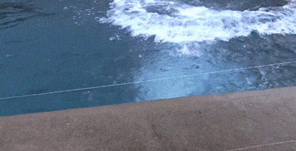 Kutup ayısı GIF