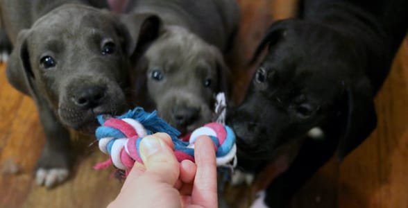 Foto de cachorros jugando tira y afloja