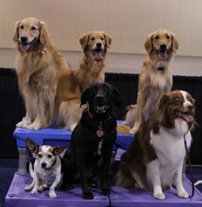 Foto di cani alla conferenza dell'APDT 2017