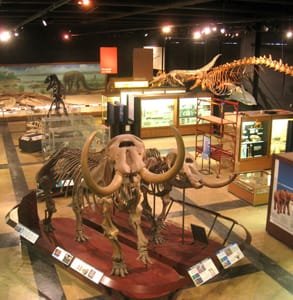 Foto des Museums für Naturgeschichte der University of Michigan