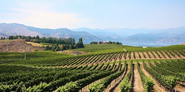 Photo d'un domaine viticole du lac Chelan