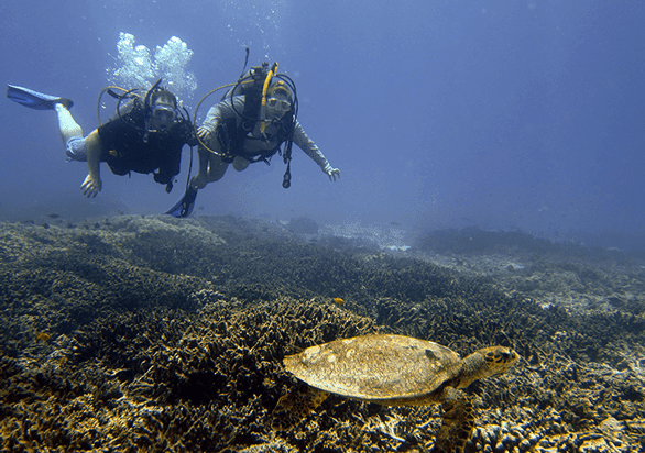 Photo de Jennifer Dombrowski et Tim Davis nageant avec une tortue