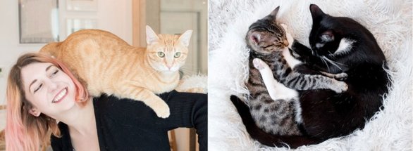 Collage von der KitTea-Homepage