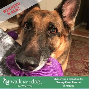 Foto von Chase, einem 7-jährigen Deutschen Schäferhund