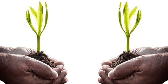 Photo d'une plante en herbe