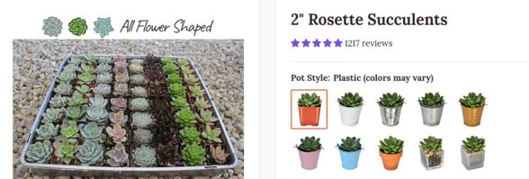 Photo de rosettes succulentes