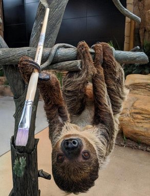 Foto von Valentino das Faultier mit einem Pinsel
